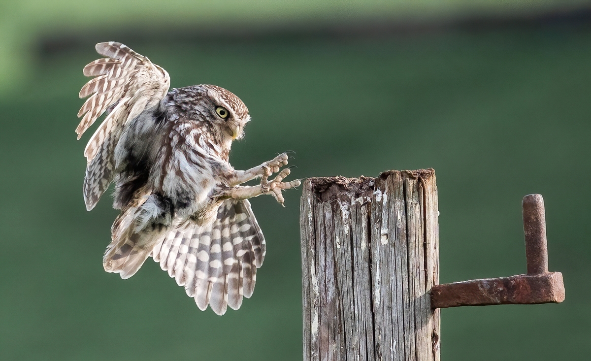 Little Owl Landing